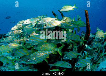 Schule des Smallmouth Grunzen (Haemulon Chrysargyreum), Bonaire, Niederländische Antillen, Karibik Stockfoto