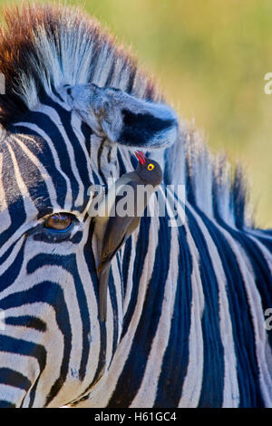 Ebenen Zebra oder Burchell Zebra (Equus Quagga) und rot-billed Oxpecker (Buphagus Erythrorhynchus), Ithala Nationalpark Stockfoto