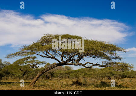 Regenschirm Dorn Akazie, Regenschirm Dorn oder israelischen Babool (Acacia Tortilis), Mkhuze National Park, Südafrika, Afrika Stockfoto