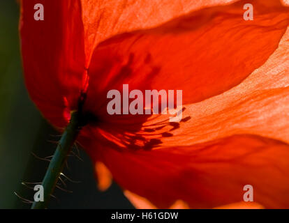 Nahaufnahme einer Mohnblume Stockfoto