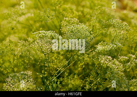 Boden-Holunder, Herb Gerard, Bischof von Unkraut oder Goutweed (Aegopodium Podagraria) Stockfoto