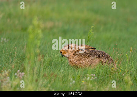 Hase (Lepus Europaeus), Apetlon, Burgenland, Österreich, Europa Stockfoto