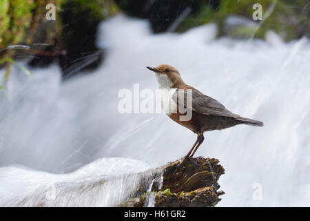 Weiße-throated Wasseramseln oder europäischen Wasseramseln (Cinclus Cinclus) stehen im Fluss auf Zweig, Tirol, Österreich Stockfoto