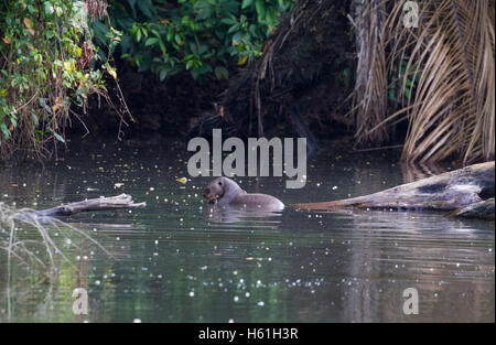 Riesenotter Verzehr von Fisch in Oxbow See Stockfoto