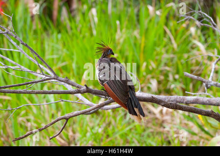 Hoatzin thront auf Zweig Stockfoto