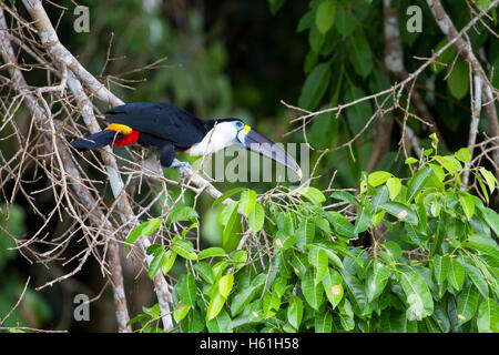 Kanal-billed Tukan aus Baum gelehnt Stockfoto