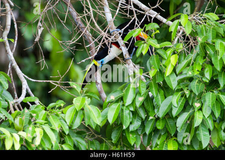 Kanal-billed Tukan aus Baum gelehnt Stockfoto