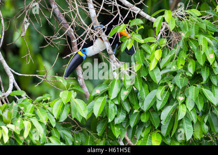 Kanal-billed Tukan aus Baum gelehnt Stockfoto