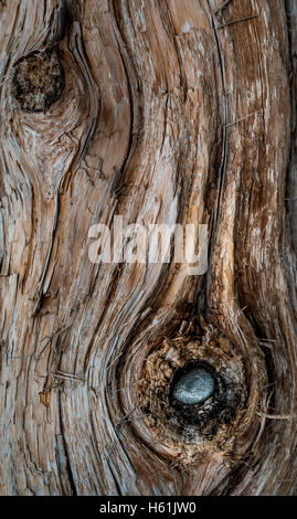 KARALOCH RUBY BEACH OLYMPIC NATIONALPARK OLYMPIC PENINSULA WASHINGTON USA Stockfoto