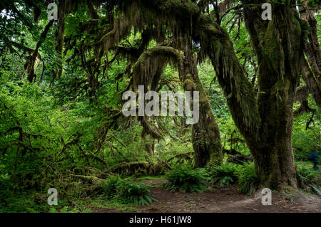 Olympic Nationalpark Washington State usa Stockfoto