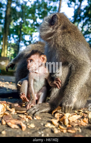 Long-tailed Krabben essen Makaken (Macaca Fascicularis) Kind mit Mutter. Stockfoto