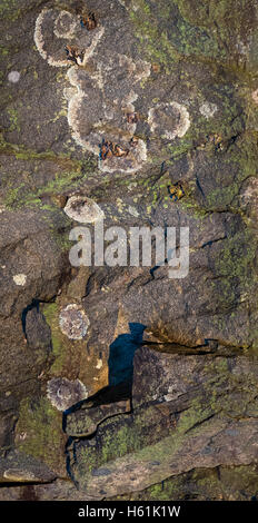 PARK LOOP ROAD ACADIA NATIONAL PARK MOUNT DESERT ISLAND MAINE USA Stockfoto