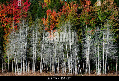 HERBST LAUB SEAL COVE MOUNT DESERT ISLAND MAINE USA Stockfoto