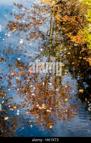 Wasser Reflexionen Bristol Maine USA Stockfoto