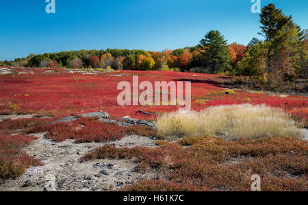 HEIDELBEERE FELD WARREN MAINE USA Stockfoto