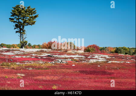 HEIDELBEERE FELD WARREN MAINE USA Stockfoto