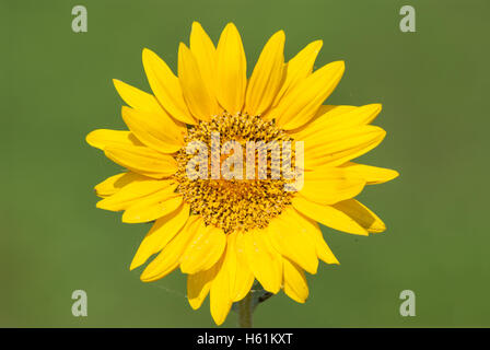 Sonnenblume am frühen Morgen in den Bereichen Stockfoto