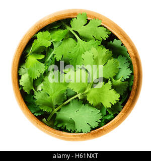 Frische Korianderblätter, auch bekannt als chinesische Petersilie, Koriander und Dhania, in einer Holzschale auf weißem Hintergrund. Stockfoto