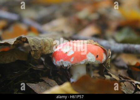 Fliegenpilze und Pilze auf dem Waldboden, schön und roter Farbe ein perfektes kleines Zuhause für einen Bug oder Viecher. Stockfoto