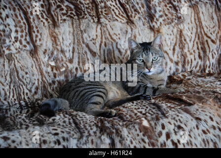 Junger Kater, der auf einem Kaross ruht Stockfoto