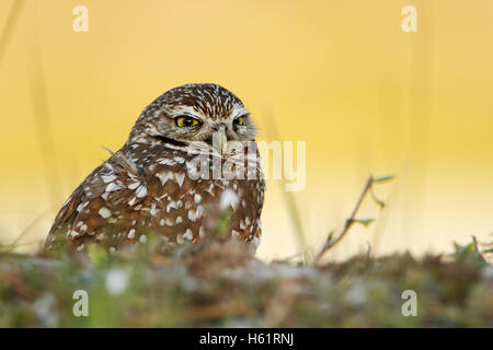 Kanincheneule (Athene Cunicularia Floridana) auf der Suche nach rechts, Cape Coral, Florida, USA Stockfoto