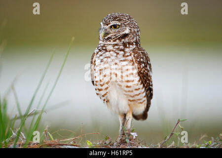 Kanincheneule (Athene Cunicularia Floridana) auf der Suche nach links stehend hoch, Cape Coral, Florida, USA Stockfoto