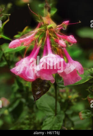 Rosa Phlox welken nach einem Regenschauer im Herbst Stockfoto