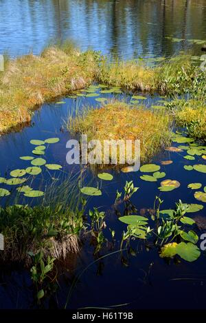 See in der Nähe von Börtnan, Ljungdalen, Jämtland, Schweden Stockfoto