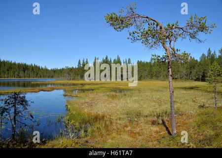 See in der Nähe von Börtnan, Ljungdalen, Jämtland, Schweden Stockfoto