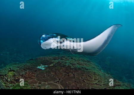 Sonne scheint auf Mantarochen über Korallenriff. Stockfoto
