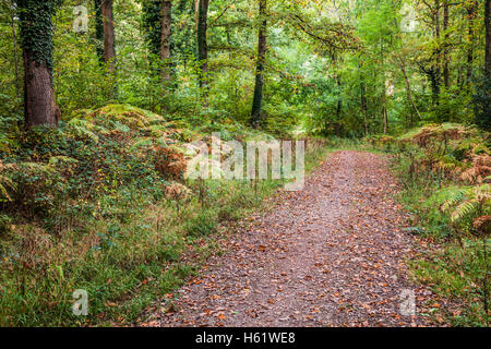 Wald-Pfad durch den Wald des Dekans, Gloucestershire. Stockfoto