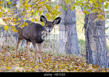 Eine entzückende baby Maultierhirsch (Fawn) auf der Suche nach Nahrung in der kanadischen Wildnis im Herbst. Stockfoto