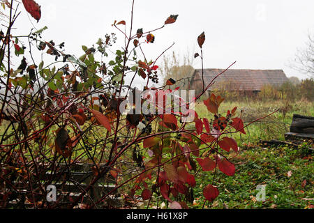 Bunter Herbst im Land, Kroatien, Europa, 1 Stockfoto