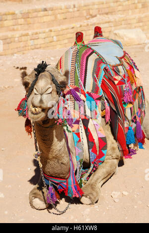 Kamel in die Felsenstadt Petra, Jordanien Stockfoto