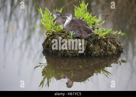 American Coot (Fulica americana) Küken, die auf einem Bummock im prärieschlacht im Frank Lake Conservation Area, Alberta, Kanada, thronen Stockfoto