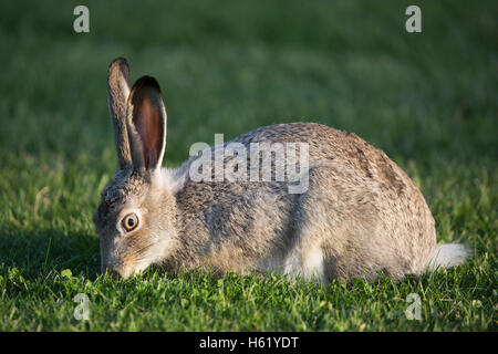 White-tailed Jackrabbit (Lepus Townsendi) Weiden auf städtischen Rasen Stockfoto