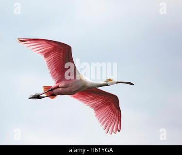 Rosalöffler (Platalea ajaja) im Flug Stockfoto