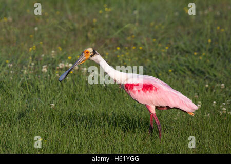 Roseatspoonbill (Platalea ajaja) beim Spaziergang im Gras, Louisiana Stockfoto