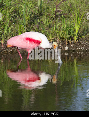 Auf Jefferson Island in Louisiana, USA, gibt es Rosenlöffelchen (Platalea ajaja), die sich am Teich entlang treiben Stockfoto