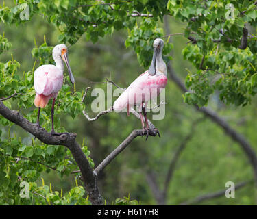 Paar rosige Löffler (Platalea Ajaja) thront im Baum am rookery Stockfoto