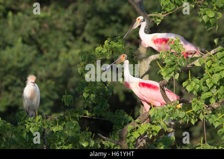 Roseatlöffelchen (Platalea ajaja), das in einem Baum in der Saatkrähenkolonie mit Rinderreiher (Bubulcus ibis), Louisiana, thront Stockfoto