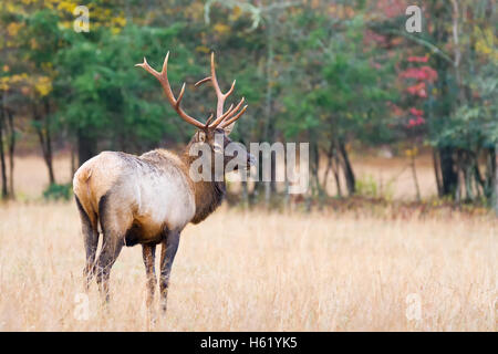 Ein junger Stier Elch Anwärter vor den Toren der älteren Stier Herde bewegen. Stockfoto