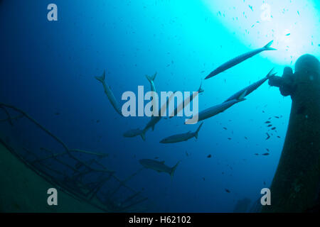 Mediterrane Barracuda, größten Viridensis in Malta. Stockfoto