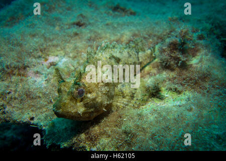 Voller Größe kleine Drachenköpfe, Scorpaena notieren, auf Felsen von Algen bedeckt. Stockfoto