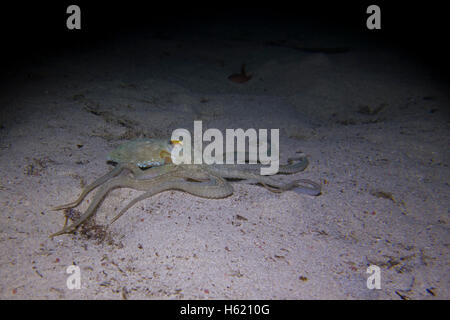 Krake, Octopus Vulgaris, close-up Form aufs Mittelmeer. Dieses Bild wurde in Malta aufgenommen. Stockfoto