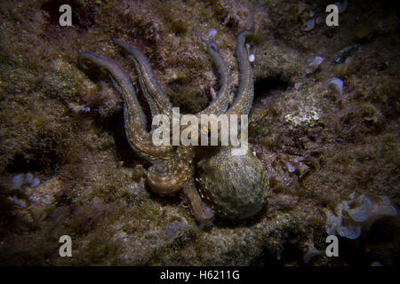 Krake, Octopus Vulgaris, close-up Form aufs Mittelmeer. Dieses Bild wurde in Malta aufgenommen. Stockfoto