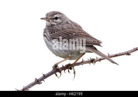 Berthelots Pieper, Anthus Berthelotii Maderensis, einziger Vogel auf Barsch, Madeira, März 2016 Stockfoto