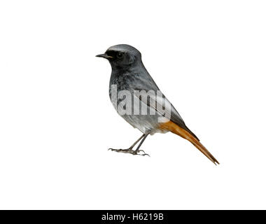 Black Redstart, Phoenicurus Ochruros, einzelnes Männchen auf Felsen, Somerset, Januar 2015 Stockfoto