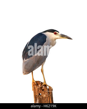 Schwarz-gekrönter Nachtreiher, Nycticorax Nycticorax, einziger Vogel auf Zaun, Brasilien Stockfoto