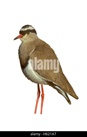 Gekrönt, Regenpfeifer, Vanellus Coronatus, einziger Vogel am Boden, Tansania Stockfoto